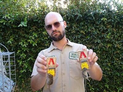 Tacoma pest control